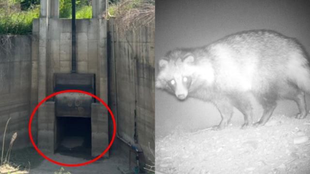 지난해 2월 본보 보도 이후 개방된 서울시 강서구 강서습지생태공원 쪽 생태통로 수문(왼쪽)과 수년 전 생태통로를 이용하던 너구리의 모습. 고은경 기자