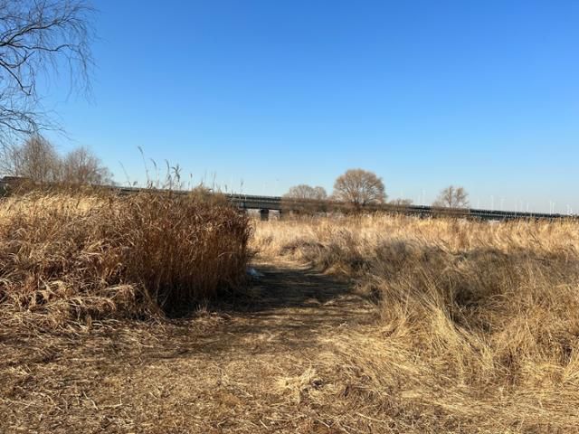 서울 강서구 한강습지생태공원은 서울에서는 드물게 생태계 공간이 보존돼 고라니, 너구리, 족제비 등 야생동물의 서식지로 꼽힌다. 낮에는 억새 사이가 동물들의 쉼터가 된다. 고은경 기자