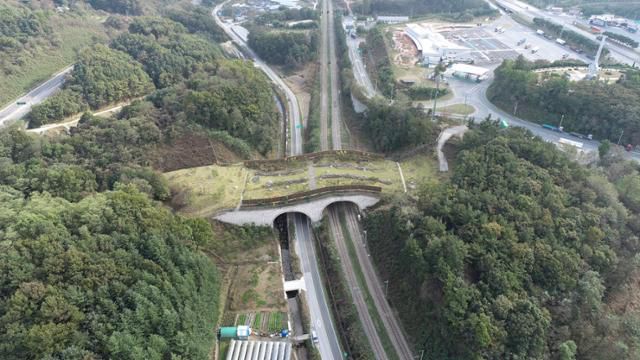 경북 김천시에 설치된 생태통로. 설치 후 너구리, 오소리, 담비, 하늘다람쥐 등이 이용하는 게 확인됐다. 우동걸 연구원 제공
