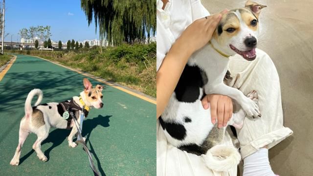 태풍이는 산책과 사람 무릎에 앉는 걸 좋아한다. 팅커벨프로젝트 제공