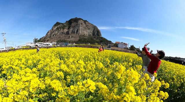 맑은 날씨를 보인 3일 제주 서귀포시 안덕면 산방산 인근 유채꽃밭에서 상춘객들이 휴대폰으로 사진을 찍고 있다. 제주=뉴시스