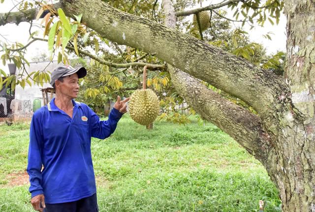지난 4월 베트남 동나이성 탄푸의 한 두리안 농장에서 직원이 나무에 매달린 두리안을 살펴보고 있다. 탄푸(베트남)=허경주 특파원