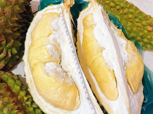 4월 베트남 동나이성 탄푸 지역의 한 전통시장에서 상인이 두리안을 반으로 갈라 과육 크기를 보여주고 있다. 탄푸(베트남)=허경주 특파원