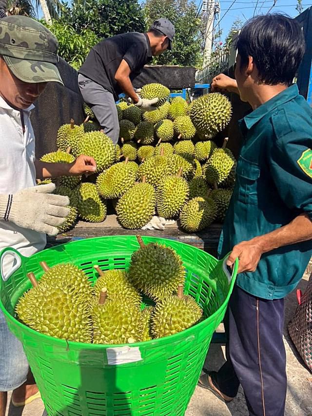 4월 베트남 동나이성 탄푸에서 두리안 농장 직원들이 수확한 과일을 트럭에 옮기고 있다. 탄푸(베트남)=허경주 특파원