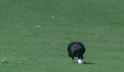 호주의 한 골프 대회에서 까마귀가 골프공을 물고 있다. 유튜브 캡처