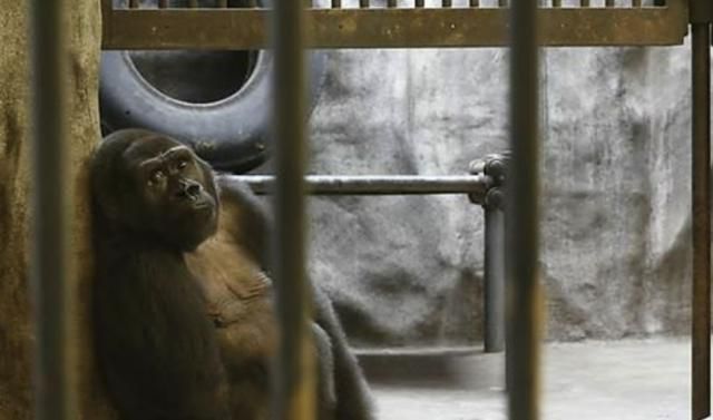 태국 방콕의 백화점 옥상 동물원에 갇힌 고릴라 ‘부아노이’ 모습. 방콕=EPA 연합뉴스