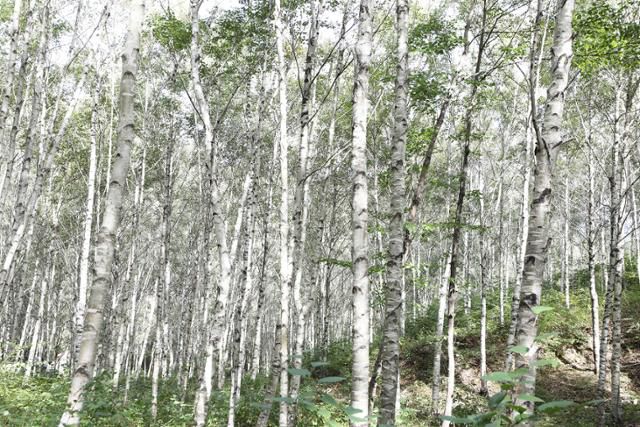 국립김천치유의숲의 백미는 자작나무숲이다. ⓒ박준규