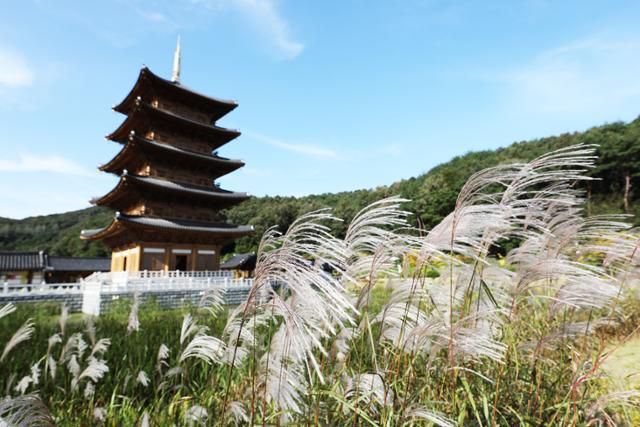 사명대사공원의 억새가 가을 분위기를 물씬 풍긴다. ⓒ박준규