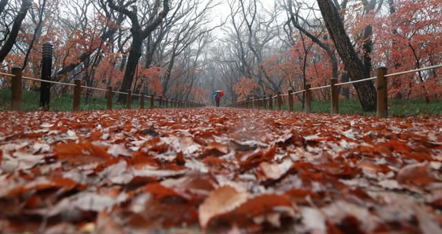 함양 상림공원 숲길. 뉴스1
