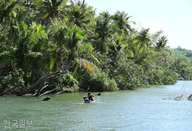 괌에서 가장 긴 탈로포포강에서 여행객이 보트를 타고 이동하고 있다. 정글투어는 관광선박을 타고 야자수 숲을 가른다.