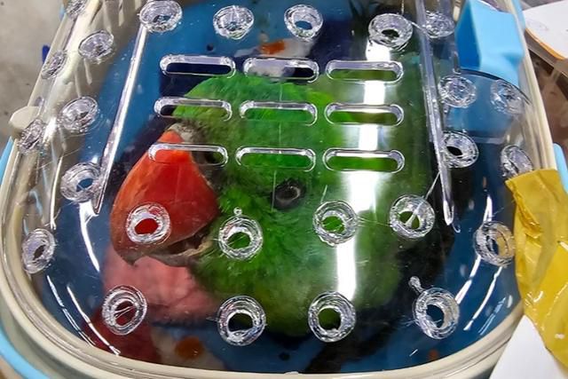 태국 관세청이 6일 방콕 수완나품 공항에서 구출한 앵무새. 위탁수하물로 보안검색대를 통과하던 중 발견됐다. 방콕=AFP 연합뉴스