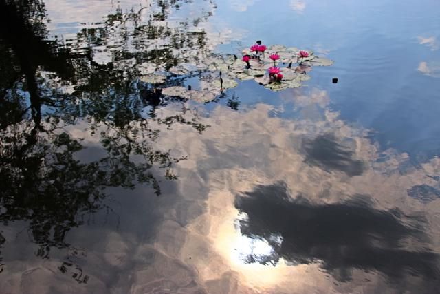 수련이 핀 항저우 서호이 삼담인월 호수. ⓒ최종명