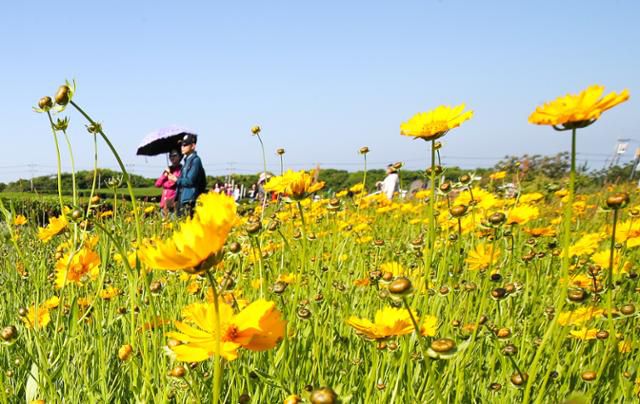 맑은 날씨를 보인 9일 오전 제주 서귀포시 안덕면 오설록 녹차밭 인근에 큰금계국이 피어나 시선을 끌고 있다. 서귀포=뉴시스