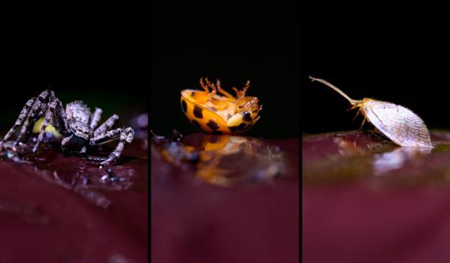 은평구가 봉산 대벌레에 대한 친환경 방제 수단으로 도입한 '끈끈이롤트랩' 위로 새우게거미(왼쪽부터), 무당벌레, 뱀잠자리붙이 등 각종 벌레들이 무작위로 붙어 있다. 나무를 통로 삼는 모든 생물들에게 덫으로 작용하는 이 끈끈이롤트랩은 지극히 비특이적이어서 어느 한 종 만을 표적 방제하는 것은 불가능하다.