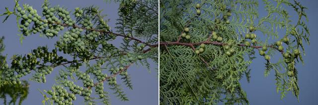 봉산 동쪽 사면에 식재된 편백나무들의 가지마다 동그란 열매가 열려 있다.