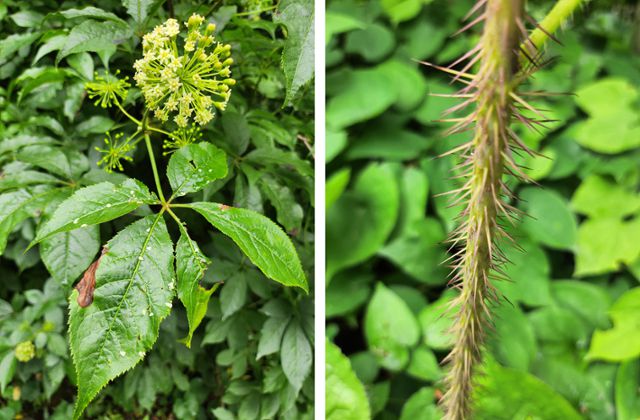 가시오갈피의 연한꽃과 5개의 잎(왼쪽), 가시오갈피의 특징인 빽빽한 가시