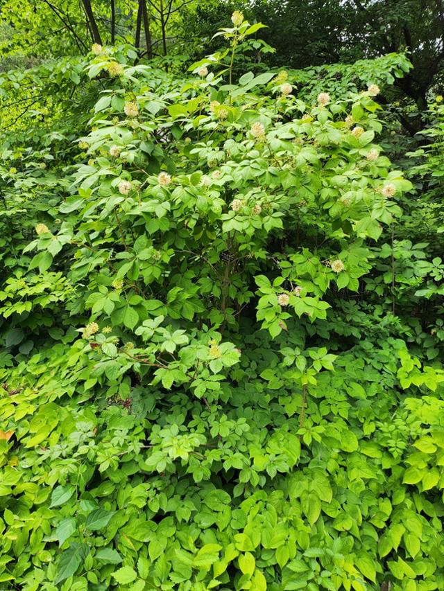 가시오갈피와 삼지구엽초가 함께 심겨져 있다.