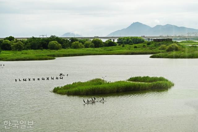 을숙도 낙동강하구에코센터 바로 앞에 가마우지가 무리 지어 쉬고 있다.