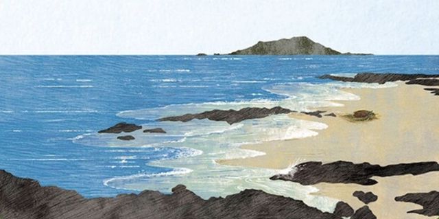 지친 바다거북이 제주도 해안에 도착했다. 도토리숲 제공