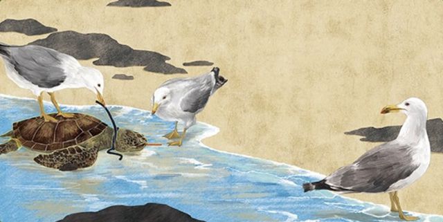 갈매기가 바다거북 목에 감긴 고무를 벗겨주고 있다. 도토리숲 제공