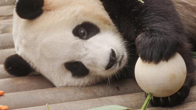 푸바오는 떠났지만 그의 인기는 식지 않았다. 여전히 극장가에서 강렬한 존재감을 뽐내는 중이다. '안녕, 할부지' 스틸컷