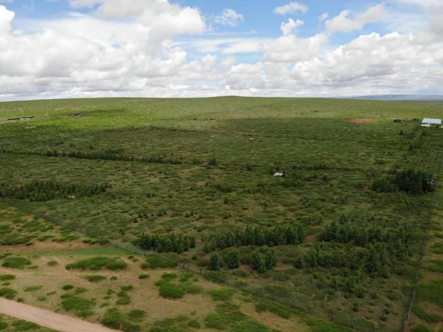 2019년부터 국내 편의점에서 고객들이 미출력한 종이 영수증 비용을 모아 몽골 아르항가이 아이막(道) 어기노르 솜(郡)에 조성된 '페이퍼리스(Paperless) 조림지' 전경. 지난해 6월 드론으로 촬영한 모습이다. 푸른아시아 제공