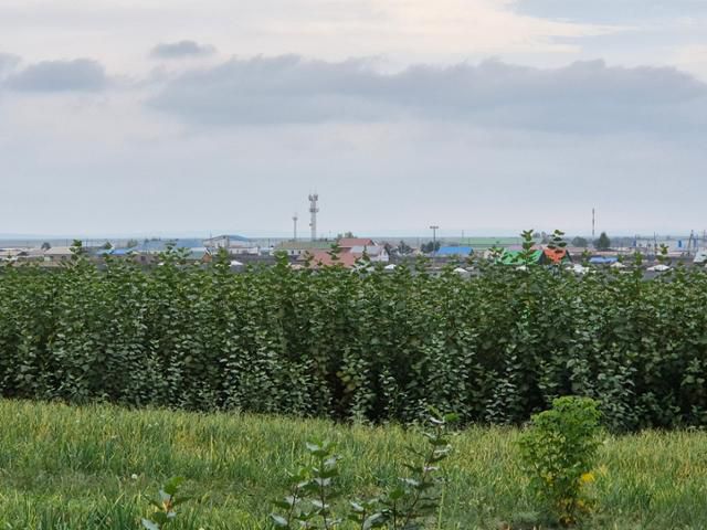 강풍을 막는 데 효과적인 수종인 포플러 나무가 어기노르 솜 '페이퍼리스 생태림'에 심겨 있다. 푸른아시아가 국내 기업들과 협력해 조성 중인 조림지는 몽골 내 11곳에 달한다. 푸른아시아가 조성하는 조림지에 참여하는 주민들은 차차르간(비타민) 나무 같은 유실수와 더불어 방울토마토, 오이, 수박, 마늘 등 작물을 재배해 생계 수단으로 활용하고 있었다. 어기노르=최나실 기자