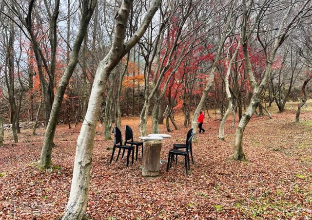 위봉사 옆 봉강요 정원에 단풍이 소복이 떨어져 있다.