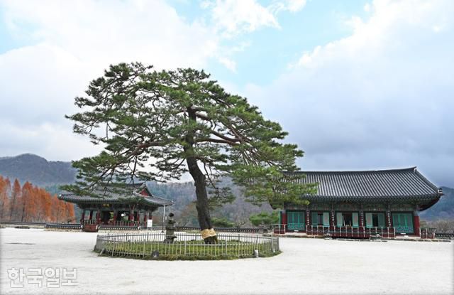 위봉사 마당의 소나무가 우아하게 풍취를 더한다.