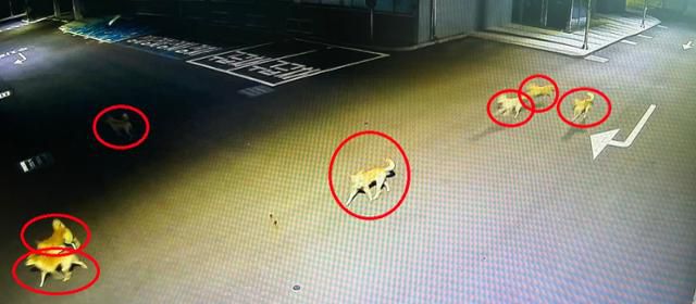 올해 9월 한 민원인이 대구 동구청에 신고한 대구 동구 혁신도시 일대 출몰한 야생들개 모습. 대구 동구 제공