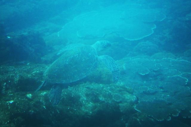 반잠수형 수중 유람선 ‘사타데이호' 창밖으로 바다거북이 헤엄치고 있다. ⓒ박준규