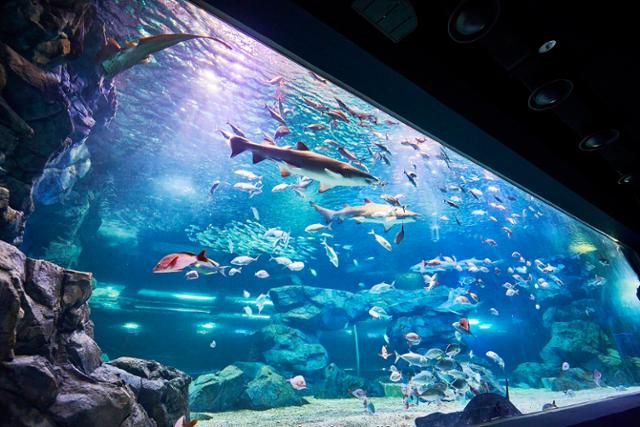 아쿠아플라넷 광교의 메인 수조. 아쿠아플라넷 제공
