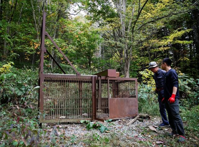일본인 곰 사냥꾼들이 지난해 10월 15일 일본 북부 홋카이도 이와미자와시 숲에서 곰 덫을 확인하고 있다. 이와미자와=로이터 연합뉴스