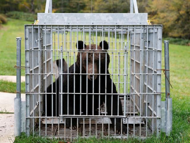 지난해 10월 16일 홋카이도 스나가와시에서 붙잡힌 불곰이 우리 안에 갇혀 있다. 스나가와=로이터 연합뉴스