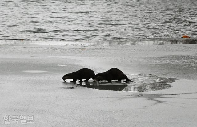 연화정도서관이 자리한 덕진공원 연못에서 수달가족이 먹이사냥을 하고 있다.