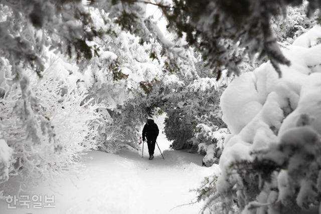 일부 구간은 허리를 숙여야 겨우 통과할 수 있을 정도로 눈꽃터널이 형성됐다. ⓒ박준규