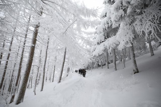 나뭇가지마다 눈꽃이 엉겨붙어 환상적인 설경을 빚고 있다. ⓒ박준규