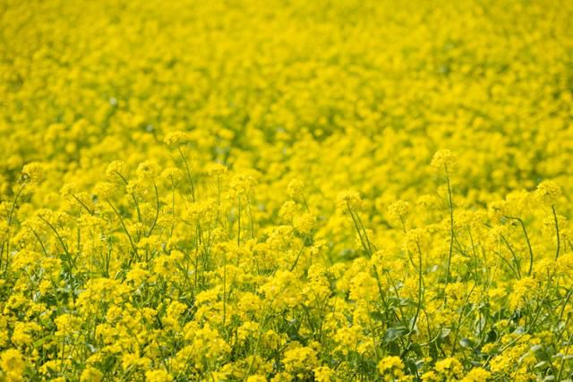 용머리해안 인근 유채꽃밭 유채가 만개했다.