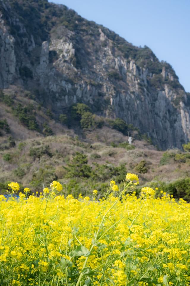 용머리해안으로 가는 길목에 핀 유채꽃 뒤로 산방산이 보인다.