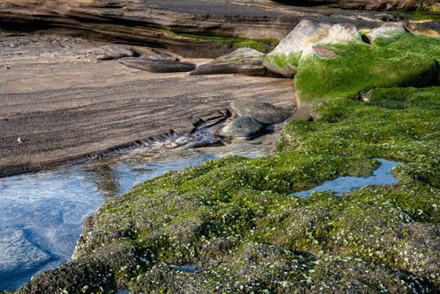 사계해변 사구에 자란 초록 이끼와 맑은 물의 조화가 아름답다.
