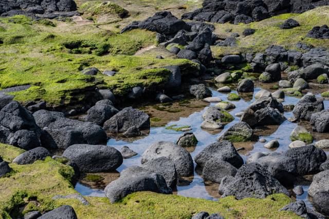 사계리해안 체육공원 앞 해변 사구에 이끼가 많이 자라 있다.