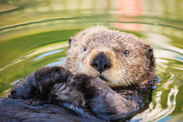 미 알래스카 코디액섬에서 포착된 해달. ©WWF 미국, 키스 아놀드(Keith Arnold) 제공