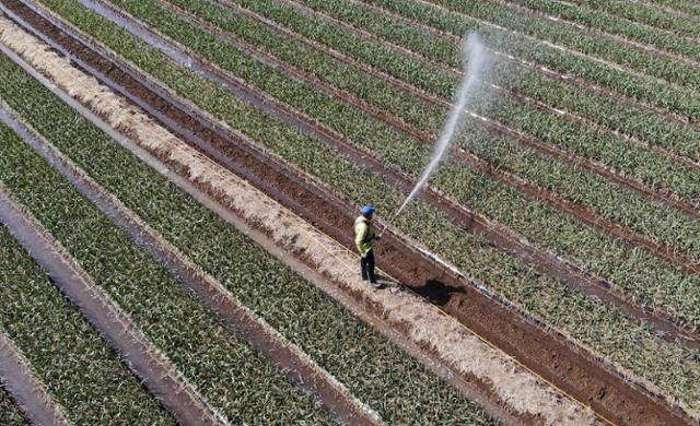 절기상 춘분(春分)인 20일 대구 달성군 유가읍 한 마늘밭에서 농부가 마늘 무름병 예방을 위한 방제작업을 하고 있다. 뉴스1