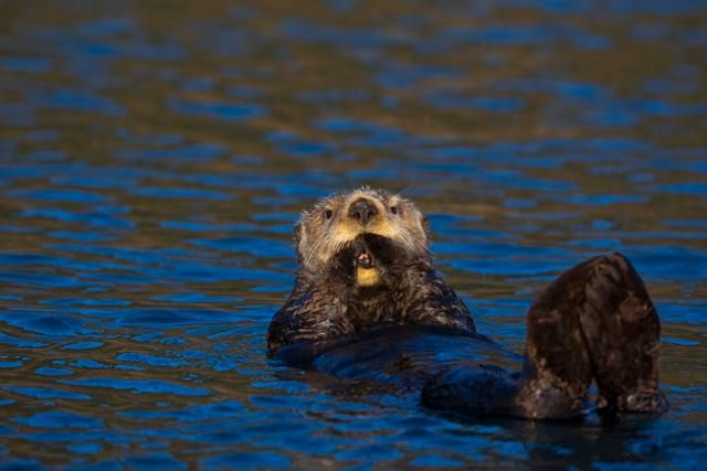 미 알래스카 차이나 푸트 베이에서 앞발을 입에 물고 떠 있는 해달의 모습. WWF 돈 게티(Don Getty) 제공