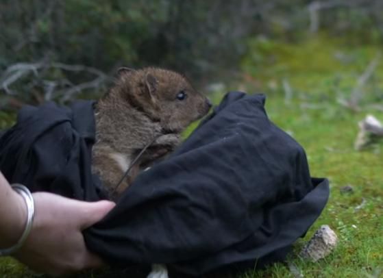 2021년 호주 멸종위기종인 쥐캥거루(워일리) 40마리가 요크반도 남쪽 딜바 구란다-이네스 국립공원에서 자연에 돌려보내졌다. WWF 페이스북 캡처