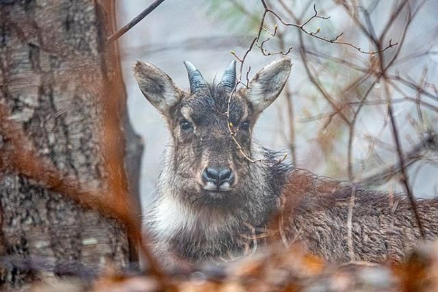 멸종위기종 1급이자 천연기념물 산양의 모습. 국립공원을지키는시민의모임 제공