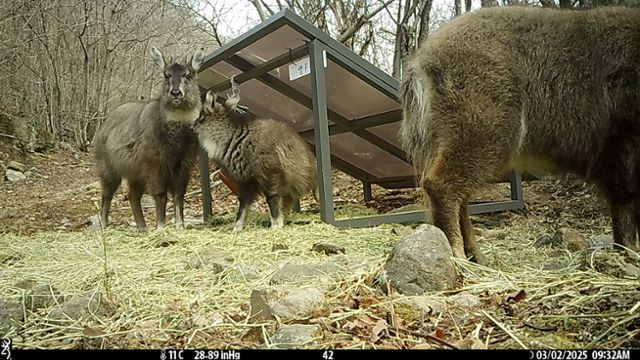 먹이 급이대를 이용하는 산양의 모습이 무인카메라에 찍혔다. 환경부 제공