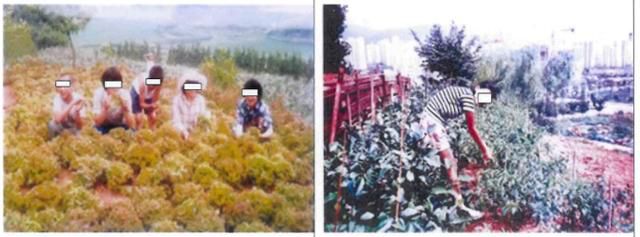 덕성원에 강제수용된 원생들이 밭에서 일을 하고 있다. 진실·화해를위한과거사정리위원회 제공