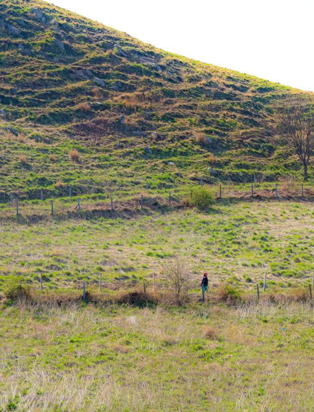 충남 서산시 서산한우목장의 언덕을 따라 길이 굽이굽이 나 있다.