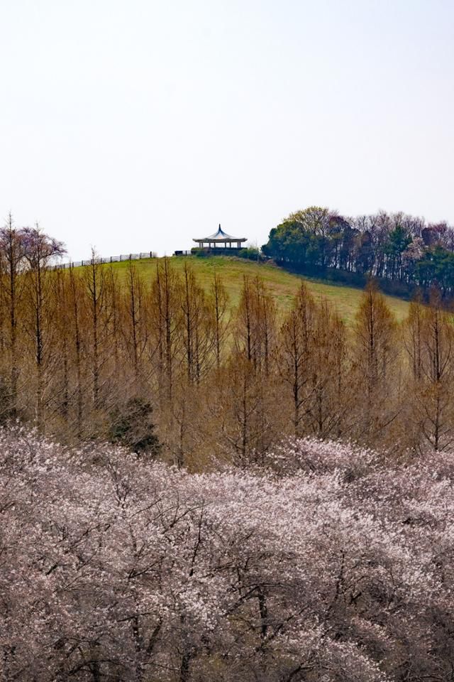 충남 서산시 서산한우목장 내 웰빙산책로에서 바라본 건너편 언덕 위에 정자가 보인다.